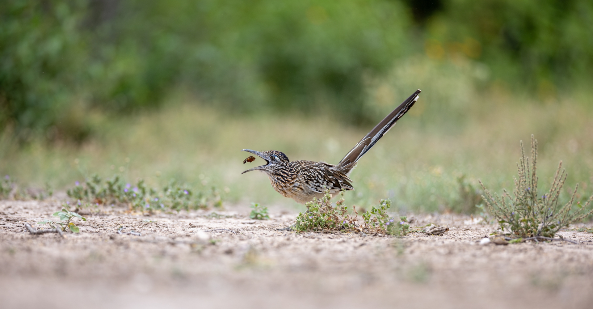 Greater Roadrunner-1.jpg